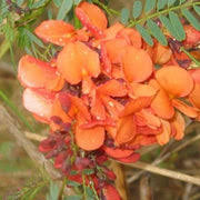 Image result for Sesbania brevipedunculata