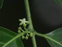 Image result for Psydrax fragrantissima