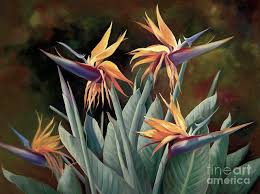 Birds of paradise are so attractive that their appearance once made them the target of skin hunters, who decimated some species. 4 Birds Of Paradise Painting By Laurie Snow Hein