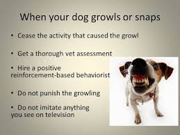 Pin On People Training For Dogs