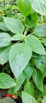 Image result for Impatiens stuhlmannii