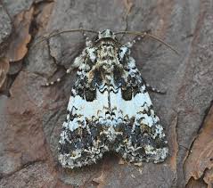 Image result for Hadena compta