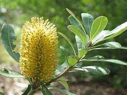Keith Lightbody By Savoie Banksia Flower Banksia Integrifolia Flower Trees To Plant Australian Wildflowers Flower Pictures