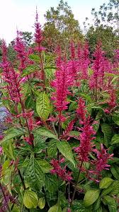 Image result for Odontonema callistachyum