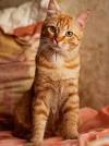 Orange Tabby Cat Fat