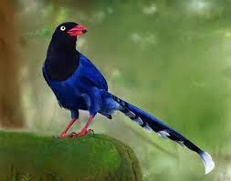 主頁 > 香港雀鳥資料 > 紅嘴藍鵲(藍喜鵲) blue magpie. è—éµ² å°ç£è—éµ² è—éµ² å°ç£è—éµ²