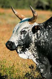 Black And White Bull Nguni Bull Close Up Of Black And White Spotted Nguni Bull With Yellow Grass In Sponsored Black White Spotted Nguni Nguni Cows Nguni Cattle Nguni