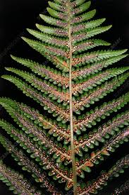 Image result for Dryopteris