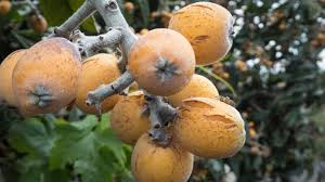 März 2011, aufgenommen aus dem space shuttle discovery emblem maße spannweite: Diese Frucht Habe Wir Auf La Palma Gegessen Pflanzen Garten Fruchte