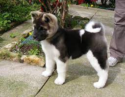 Pin On Puppys