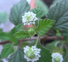 Image result for Lippia praecox