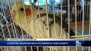 York County cockatiel, lost since Mother's Day, reunited with its owner