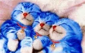 We did not find results for: Hasil Gambar Untuk Kucing Lucu Banget Kucing Dan Anak Kucing Kucing Lucu Humor Kucing