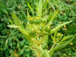 Image result for Guizotia