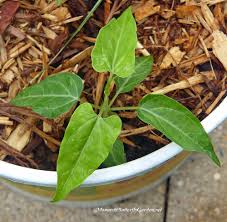 Find Milkweed Plants And Milkweed Seeds For Monarchs 25