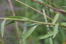 Image result for Oxyanthus strigosus