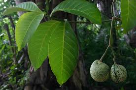 Image result for Voacanga africana