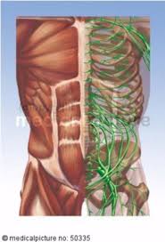 The consequences of an upright posture torso. Anatomy Of The Torso Doccheck
