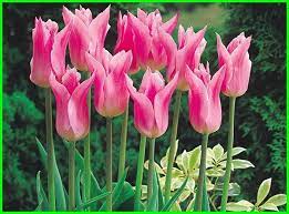 Bunga tulip berbentuk cangkir, berwarna cerah dan anggun dengan tangkai hijau yang panjang. 15 Jenis Warna Bunga Tulip Yang Indah Dari Belanda Hewata Com