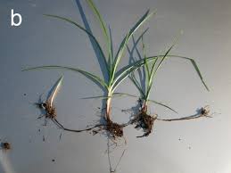 Image result for Cyperus sp.no.3