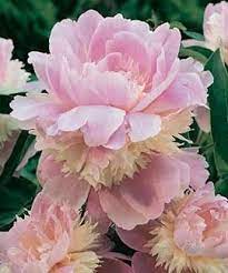 Sho Yu The Chinese Name For Peony Also Means Beautiful Thank Them For Hybridizing Peonies A Native Of Siberia Yes That S Cor Peonies Peony Flower Flowers