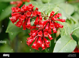 Image result for Cestrum elegans