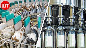 How Milk Is Made | Modern Dairy Farm Technology | Food Factory - YouTube