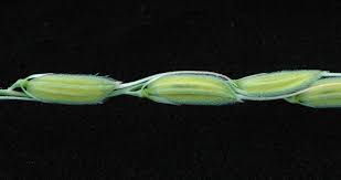 Image result for Oryza longistaminata