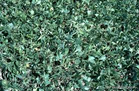 Image result for Vigna hosei