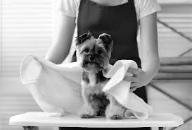 Para perros, estética para mascotas, peluqueria canina peluquero de perros, peluqueria para mascotas, baño antipulgas, baño contra pulgas, baño para pulgas, baño medicado, corte de pelo, pensión. Curso Peluqueria Canina Sevilla Tu Formacion Nubika