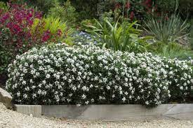Both heat and dry tolerant with a compact growth habit, suitable as a feature specimen, as a border, pots or smaller courtyard gardens. Hedge Experiments With Daphne And Leptospermum