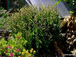 Maybe you would like to learn more about one of these? Epipactis