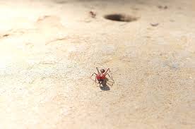 A tanajura, como é conhecida a rainha, e o içá, bitu, vitu, cabitu, savitu, içabitu, sabitu ou escumana, 4 como são conhecidos os machos, revoam para copular em dias claros no início do verão e no começo da estação chuvosa. File Formiga Sauva Jpg Wikimedia Commons