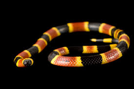 Ces Six Creatures En Imitent D Autres Pour Mieux Survivre National Geographic Les serpents fouisseurs sont classés dans plusieurs petites familles et les serpents marins (une cinquantaine d'espèces) dans deux autres familles. imitent d autres pour mieux survivre
