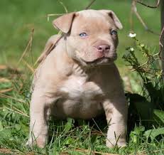 Yes, pit bull puppies are a difficult temptation to resist, but there are some things you must consider before wrapping one of them in your arms and taking him home. Xxl Pitbull Puppies For Adoption Blue Nose Red Nose Pitbull Puppies Pitbull Puppies For Sale Pitbull Puppies Pitbull Puppies For Adoption