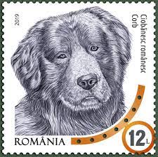 Maybe you would like to learn more about one of these? CiobÄƒnesc Romanesc Corb Wikipedia