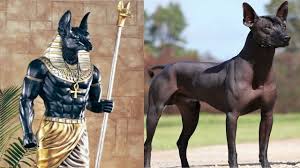 10 Most Ancient Dog Breeds On Earth Ancient Dogs Ancient Dog Breeds Dog Breeds