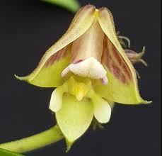 Image result for Polystachya hastata