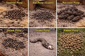 Image result for squirrel poop