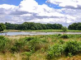 Richmond park, in the london borough of richmond upon thames, was created by charles i in the 17th century as a deer park. How To Get To Richmond Park The Best Advice On How Not To Get Lost