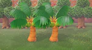 The seeds of most palms are held on branching fluorescences and vary in palm seedlings do not require fertilizer at first, but once they start actively growing, it's a good idea to start them on a weak liquid fertilizer. How To Get Palm Trees On Your Island Acnh Animal Crossing New Horizons Switch Game8
