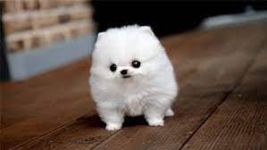Tiny cute white fluffy dog. Tiny Fluffy Baby Dogs Novocom Top