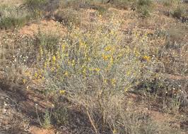 Image result for Crotalaria eremicola