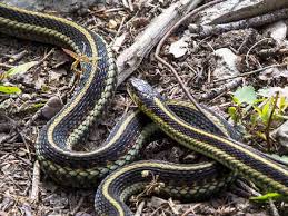Pennsylvania Snakes Pictures And Identification Help