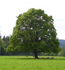 More images for picture of a sycamore tree » Sycamore Tree Seedlings For Sale Fast Ship Buy Now