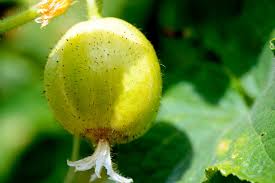 When our fruity watermelon jello video went viral on facebook, many comments. When To Pick Lemon Cucumbers Tips To Pick Like A Pro