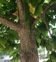 We did not find results for: Tree Species Highlight Northern Catalpa Edmond Ok Official Website