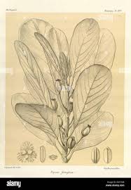Image result for Uapaca nitida
