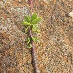 Image result for Aeollanthus engleri