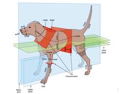 Topographi C Anatomy Bas Boyun Gogus Spinal Dahil